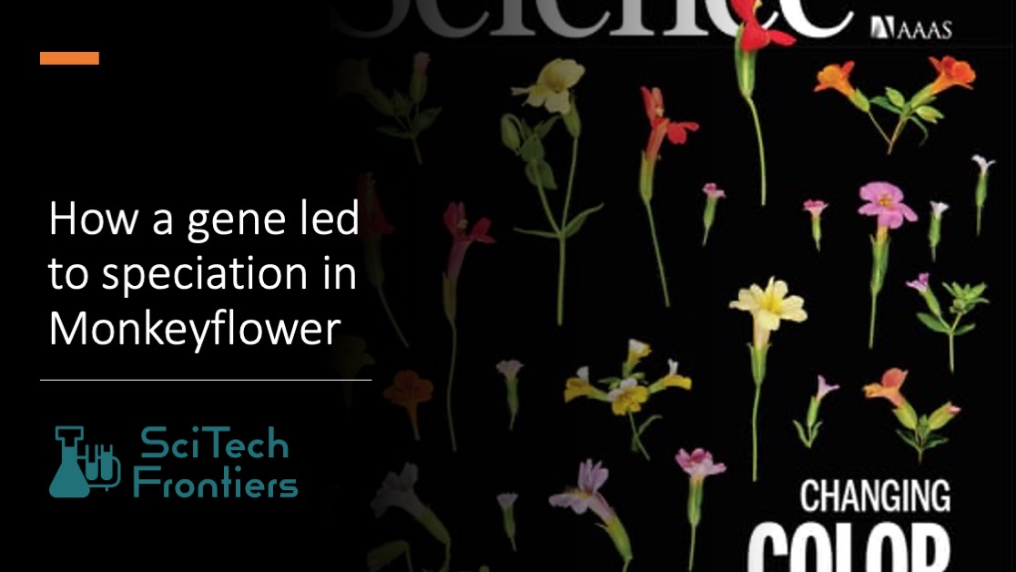 Botanists Uncover Genetic Basis for Color Evolution in Monkeyflowers