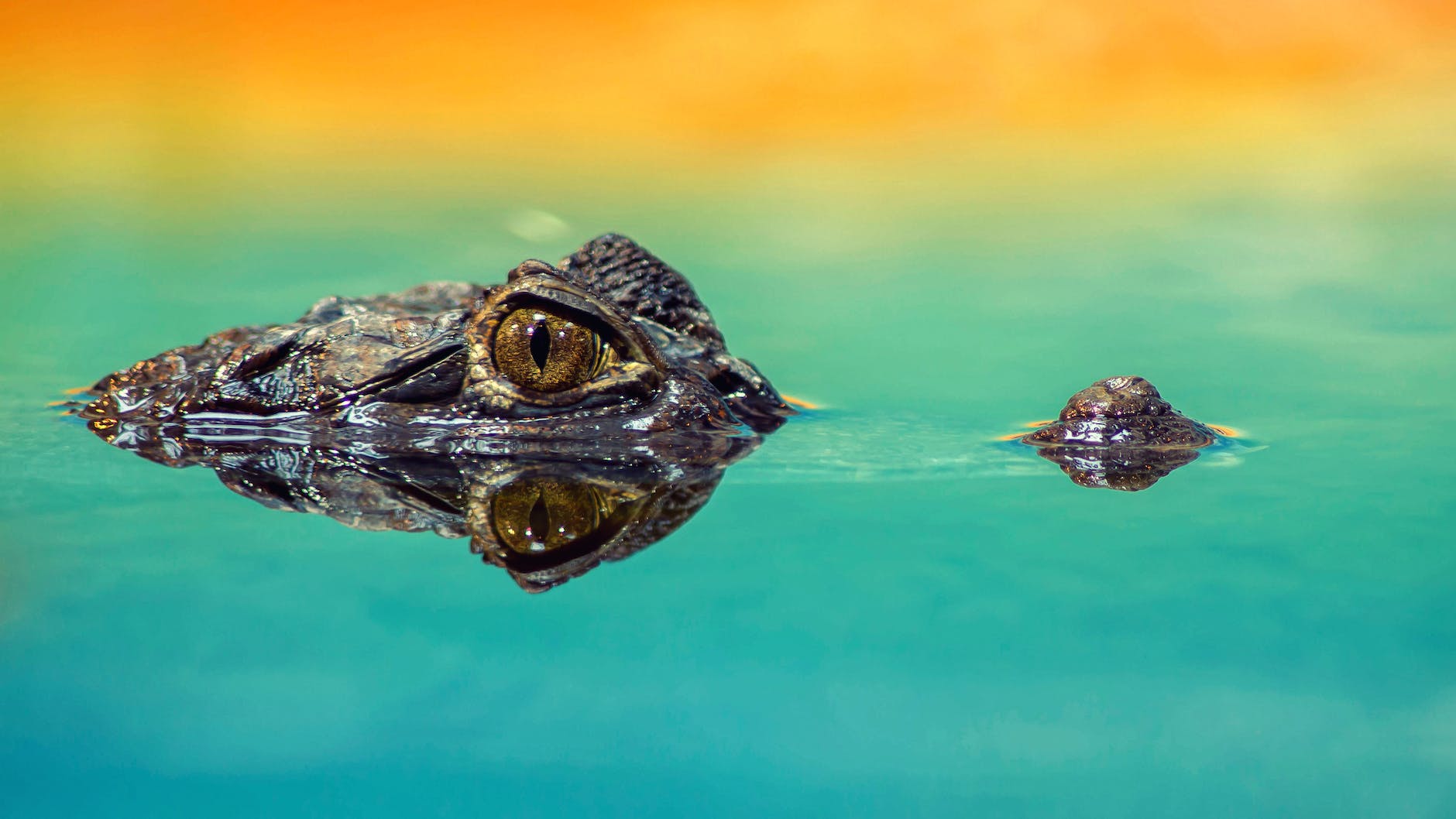amphibian animal close up color