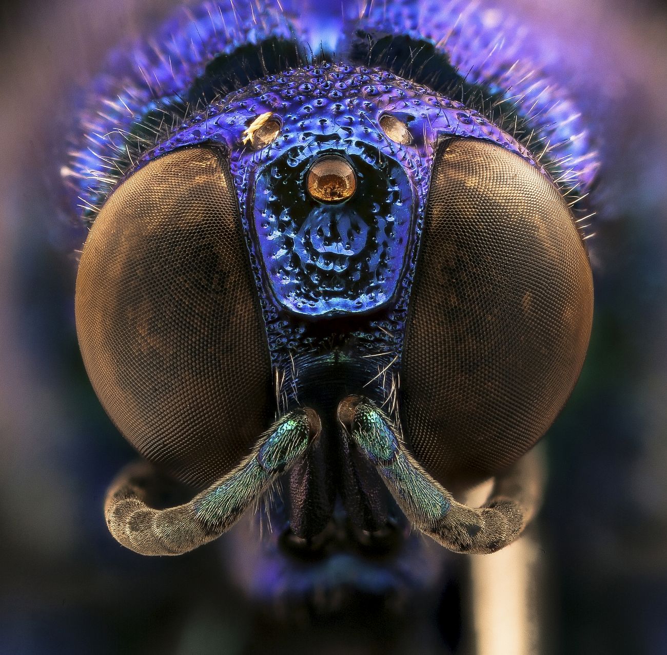 Blue jewel bee, face
